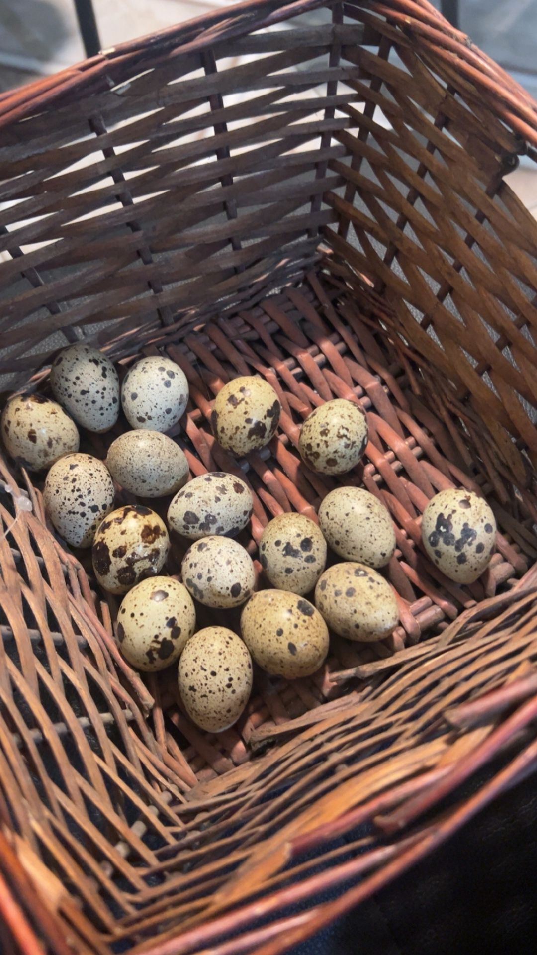 Quail Eggs For Hatching 