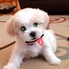 LyndiLee 