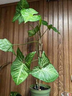 Planta natural, maceta de plástico🪴