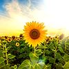 🌻Sunflower🌻《Buy More & Save》