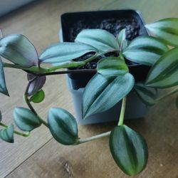 Tradescantia Zebrina - Silver Dust 