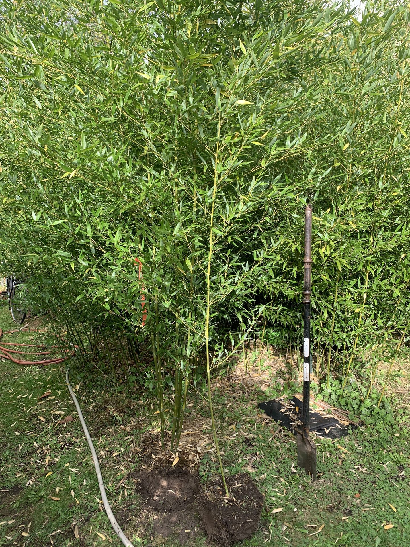 bissetii bamboo