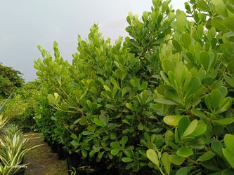 Clusia privacy hedge plants 25gl $95