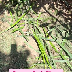 FREE DRAGON FRUIT CUTS IN A BOX