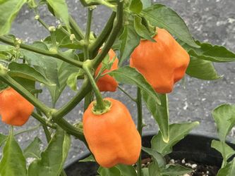Chile Habanero Plants