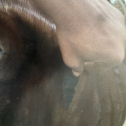 ESTHER WOLF HOUSTON MINK FUR SHOULDER CHOCOLATE BROWN