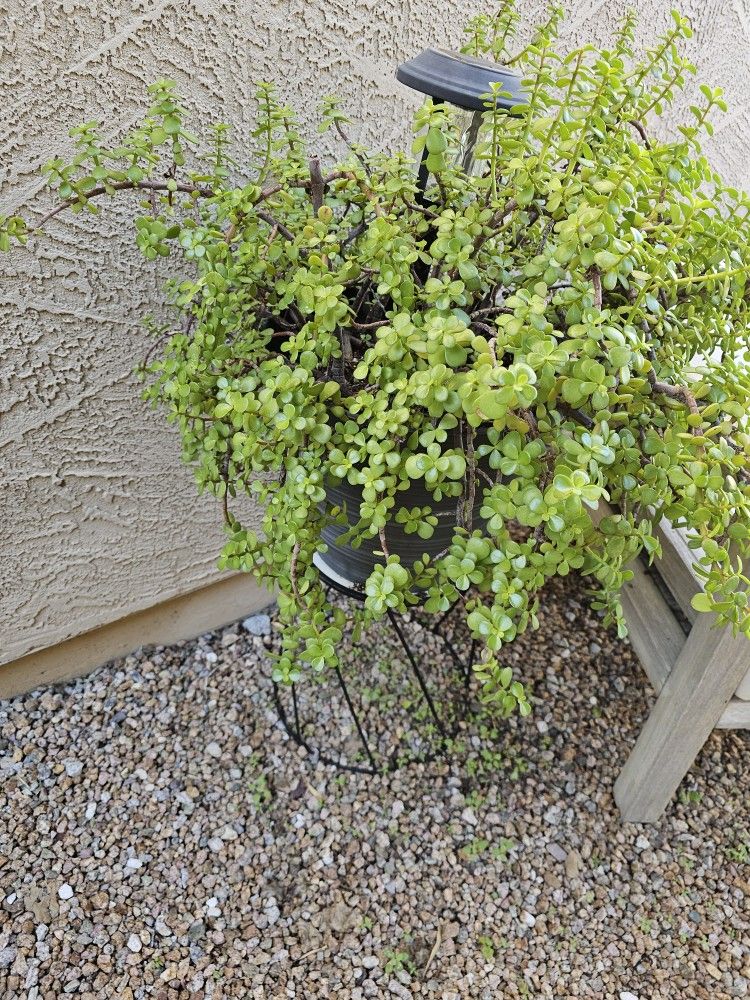 Large, Mature Outdoor Plants 🪴 