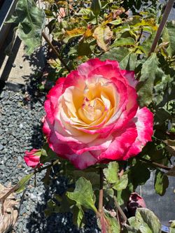 Rose Flower Plant