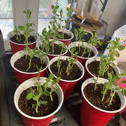 Snow Bird Peas Plant Plants 10 For 3 