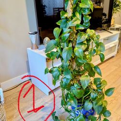 Plants For Sale 