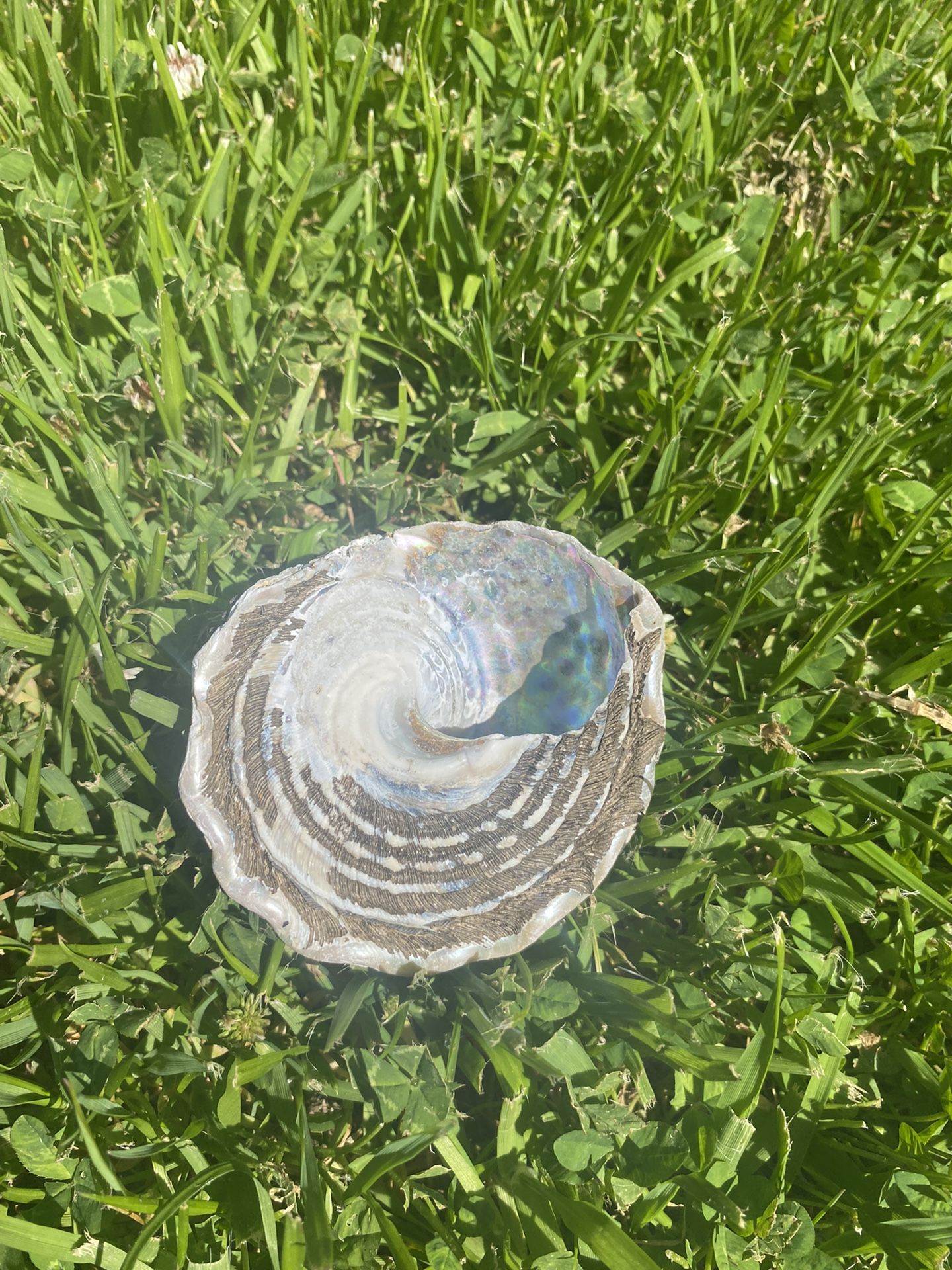 Seashells From Rincon Beach To Fundraise!