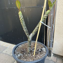 Nebels Rainbow Plumeria- 5 Gallon