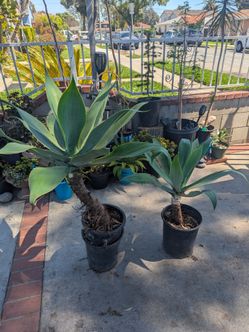 Foxtail agave
