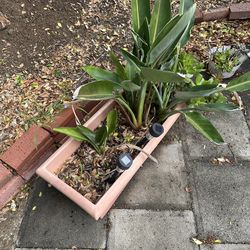 Plant Bird Of Paradise Incl Pot