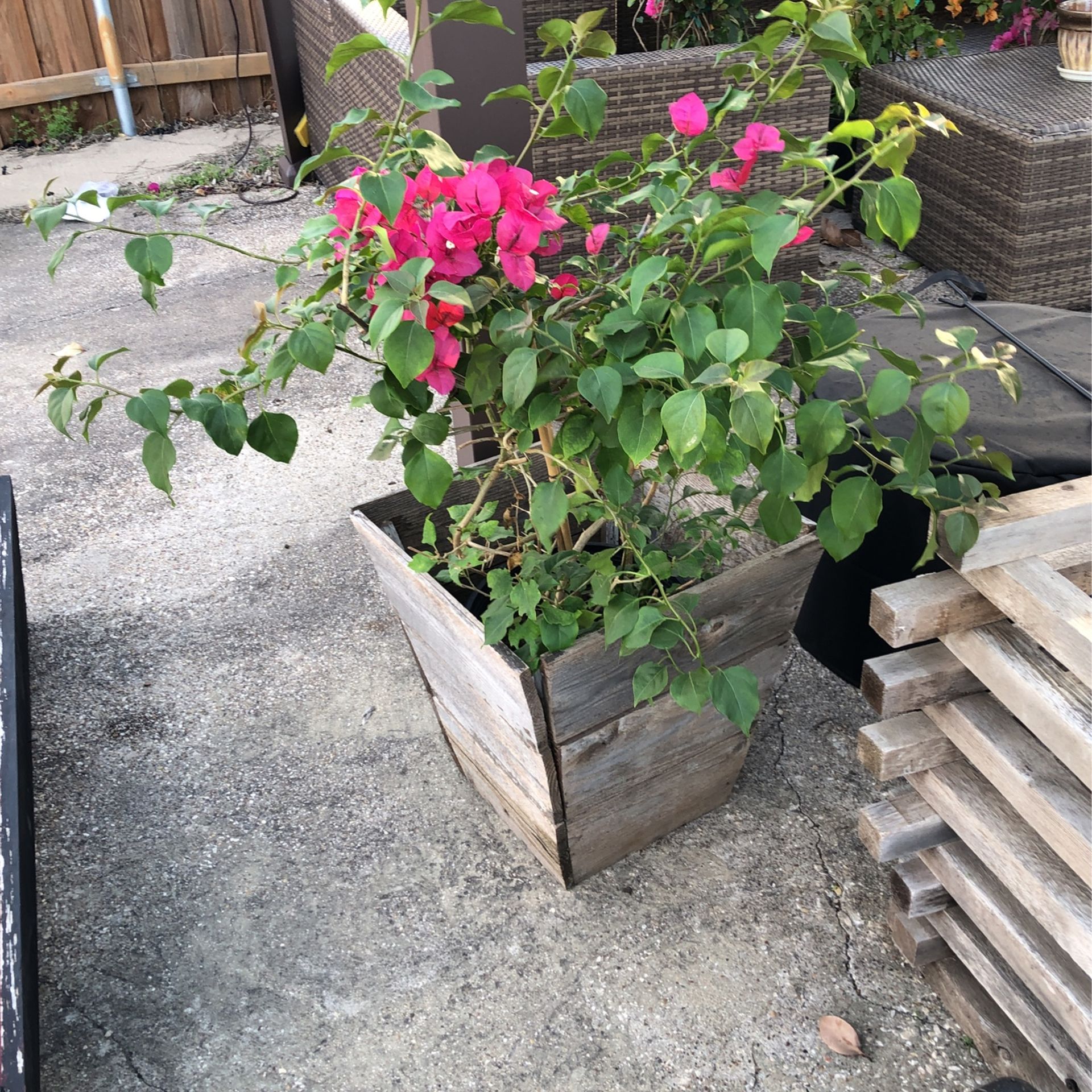 Bugambilia Gon Macetero De Madera, Bougainvillea With Planter
