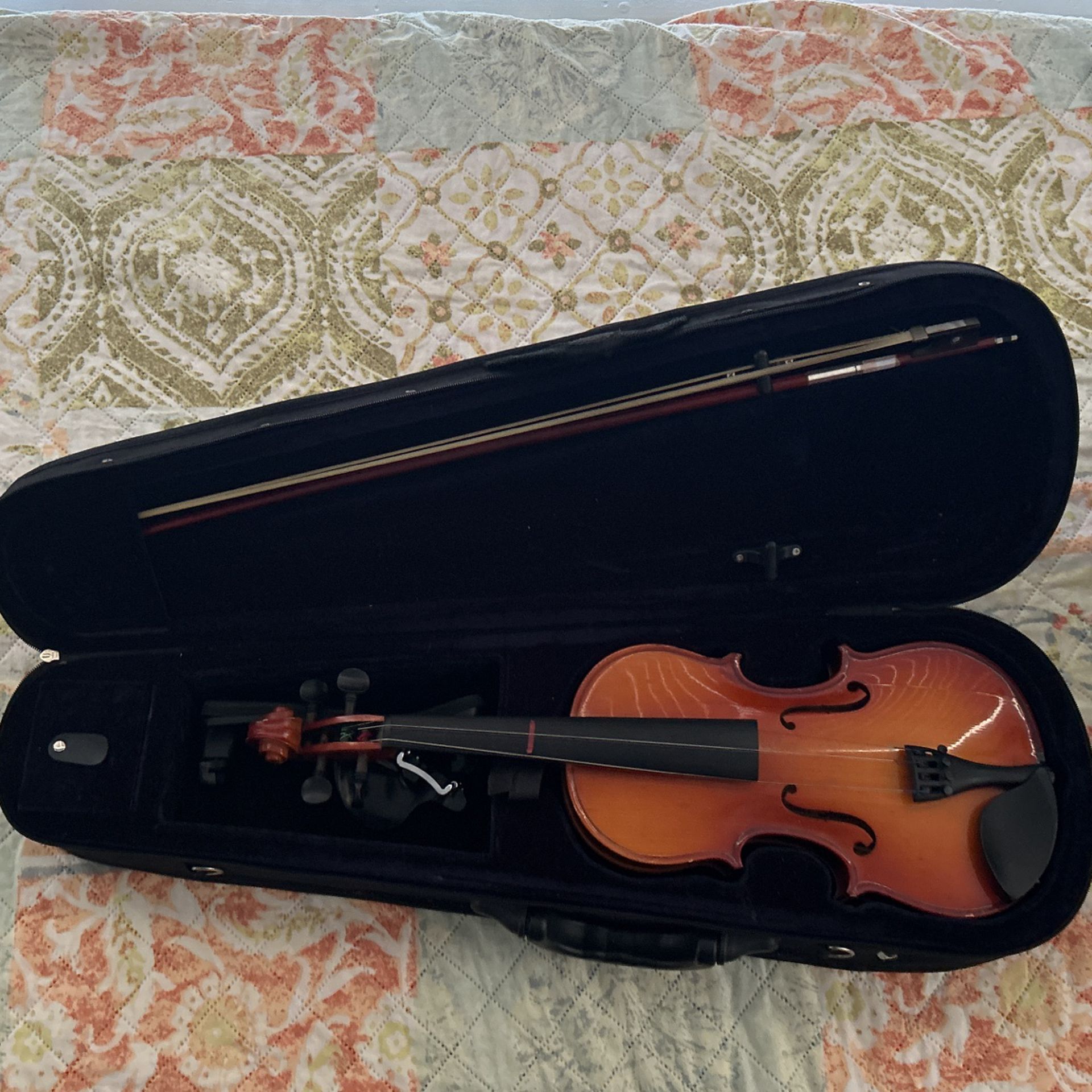 Violin Hermit Shartel