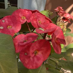 Corona De Cristo Crown Or Thorns