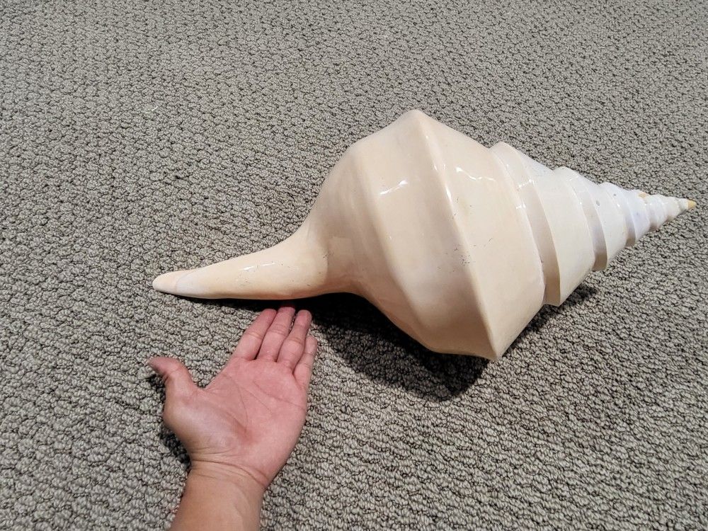 Horse Conch Polished