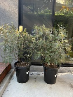 1 Drought-tolerant Grevilleas