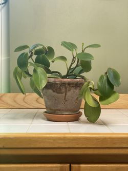 Houseplants For Sale - Small Houseplant