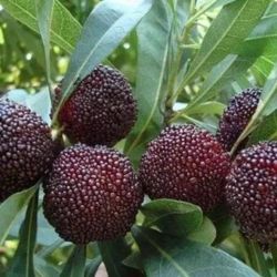 Yangmei Seedlings For Sale