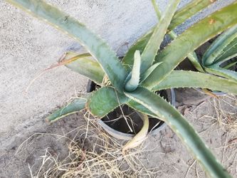 Alovera Plants
