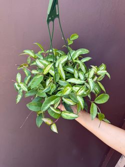6” hoya princess