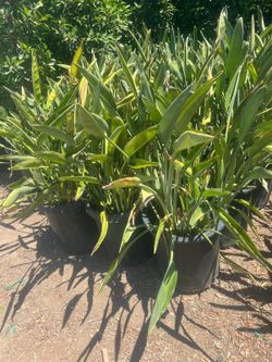 Bird Of Paradise 15gallon