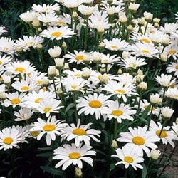 Alaska Shasta Daisies