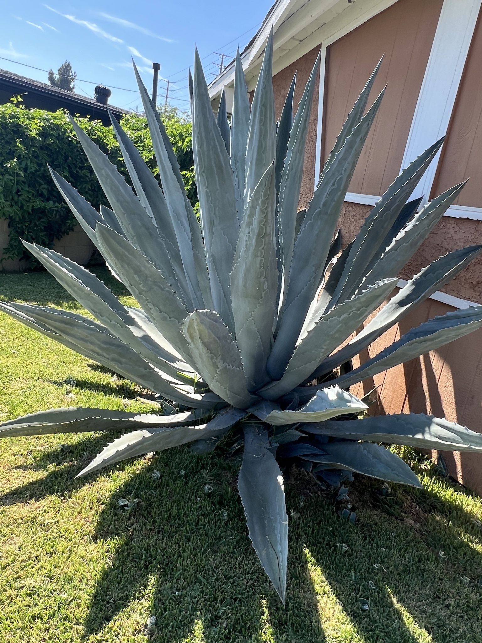 Free Succulent
