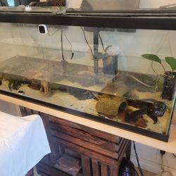 Fish Tank With Accessories 