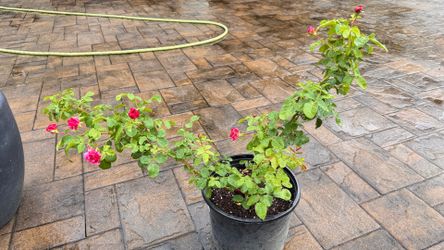 Raspberry Cream Twirl climbing rose