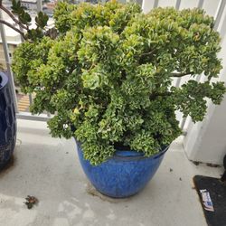  ripple curly jade plant and blue ceramic pot 