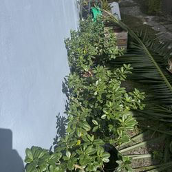 Green Island Ficus- 7 Pots- Multiple Plants In Pots