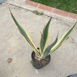 American Agave