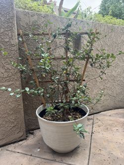 Potted Jasmine