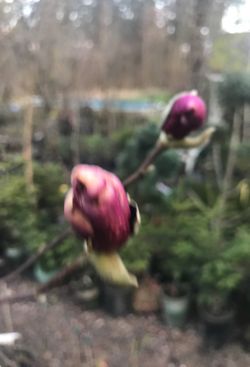 Variegated Tulip trees
