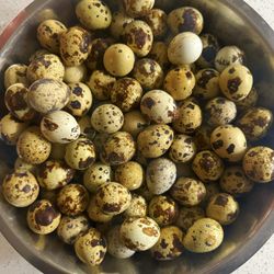  Quail Eggs 36Pcs 