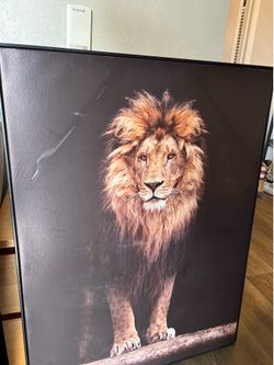 Lion Picture /Wall art