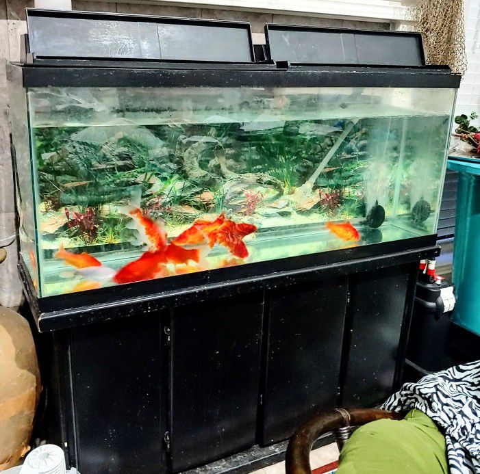 50 Gallon tank with Stand and 9-10  fishes

