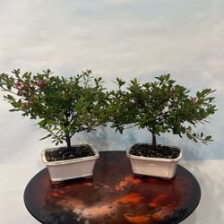Bonsai