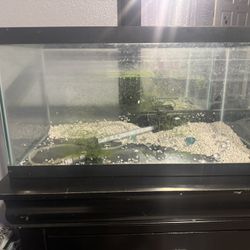 10 Gallon fish tank 