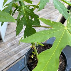 Papaya Plant