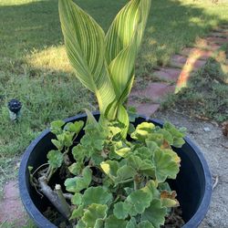Canna Sun Splash Rooted Potted Live Plant . It’s 20” Around Hight.