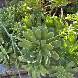 Succulents