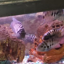 Convict Chiclid Tank