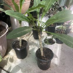 HERMOSAS PLANTAS NATURALES “PLUMERIA HAWAIANA PLANT