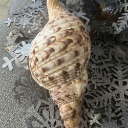 Triton’s Trumpet Seashell (Charonia tritonis)approx:11.5X5” Natural Marine Shell 