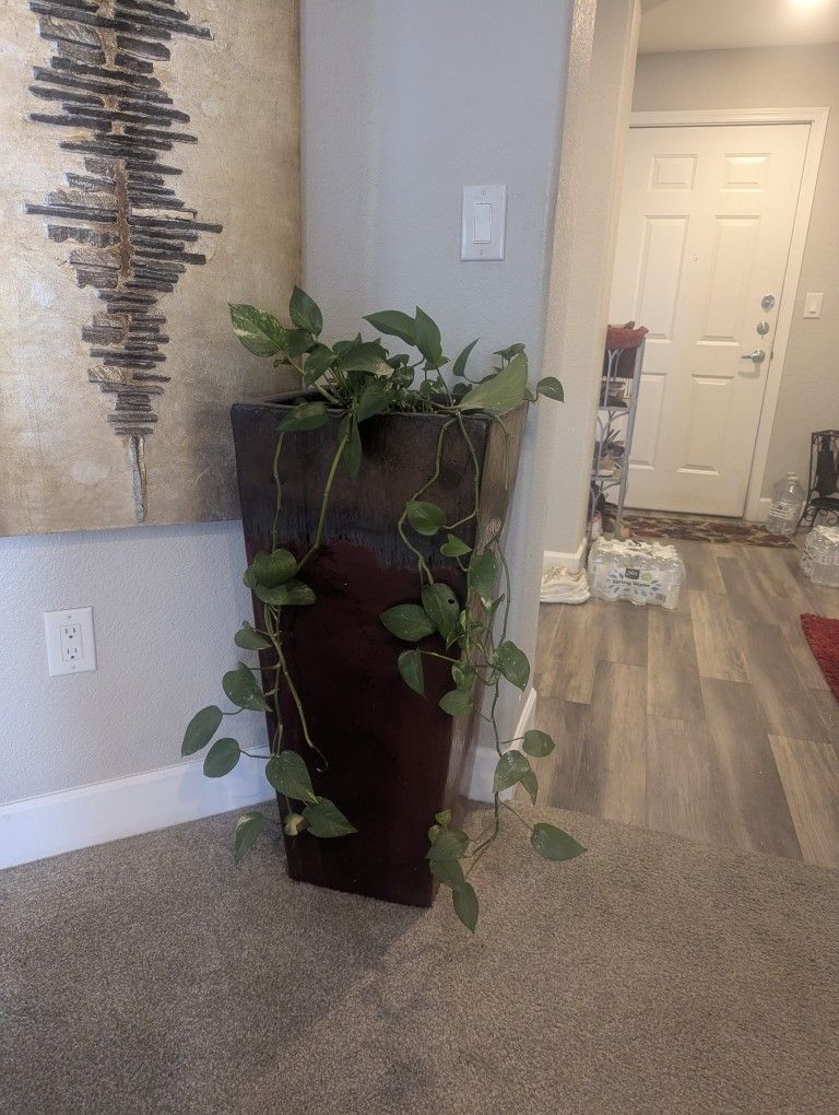 Large Pot & Plant