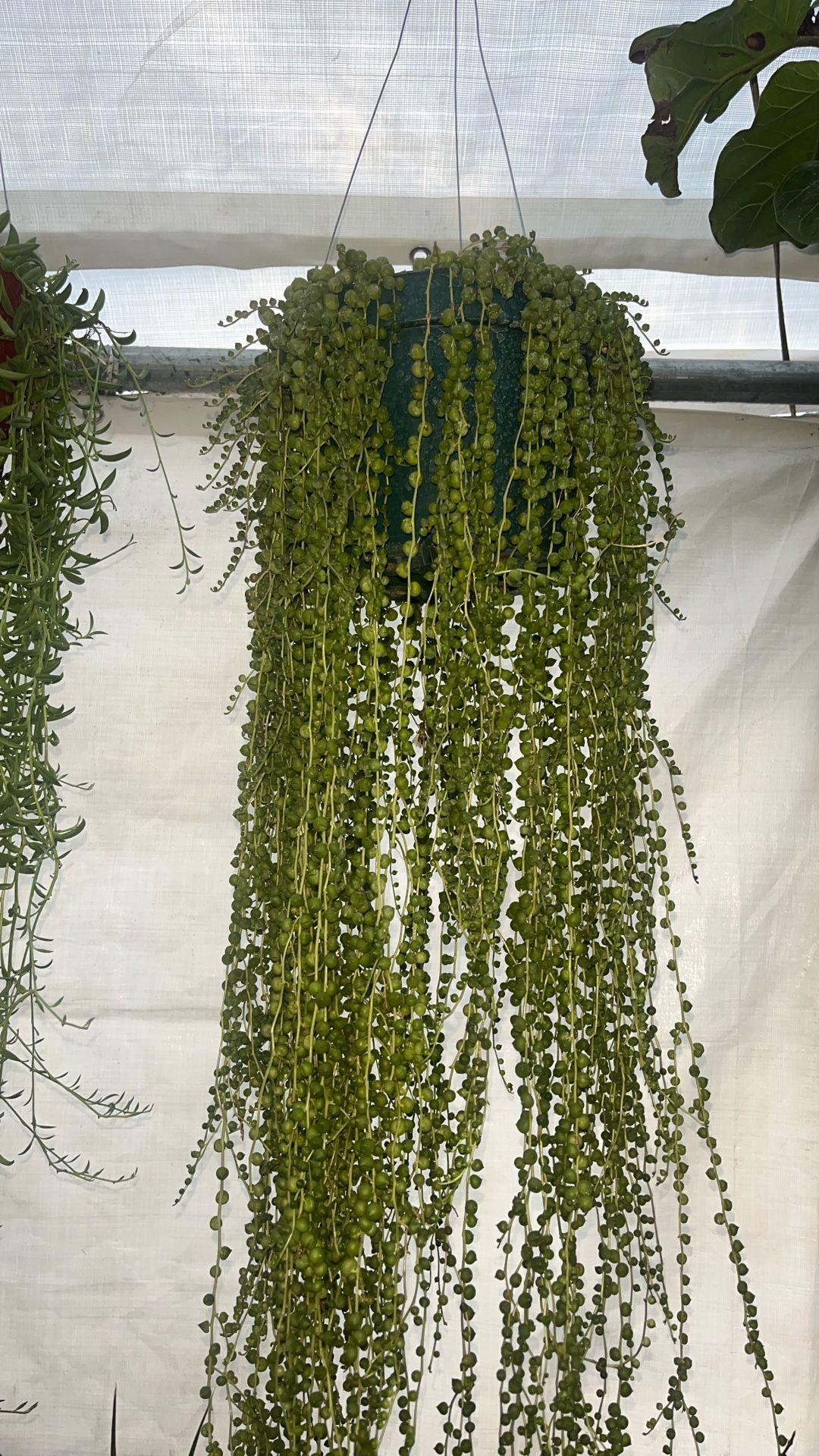 X Long String Of Pearls 8 Inch Pot